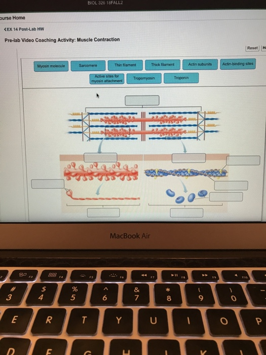 Understanding Pre-Lab Video Coaching Activities for Muscle Contraction: A Comprehensive Guide