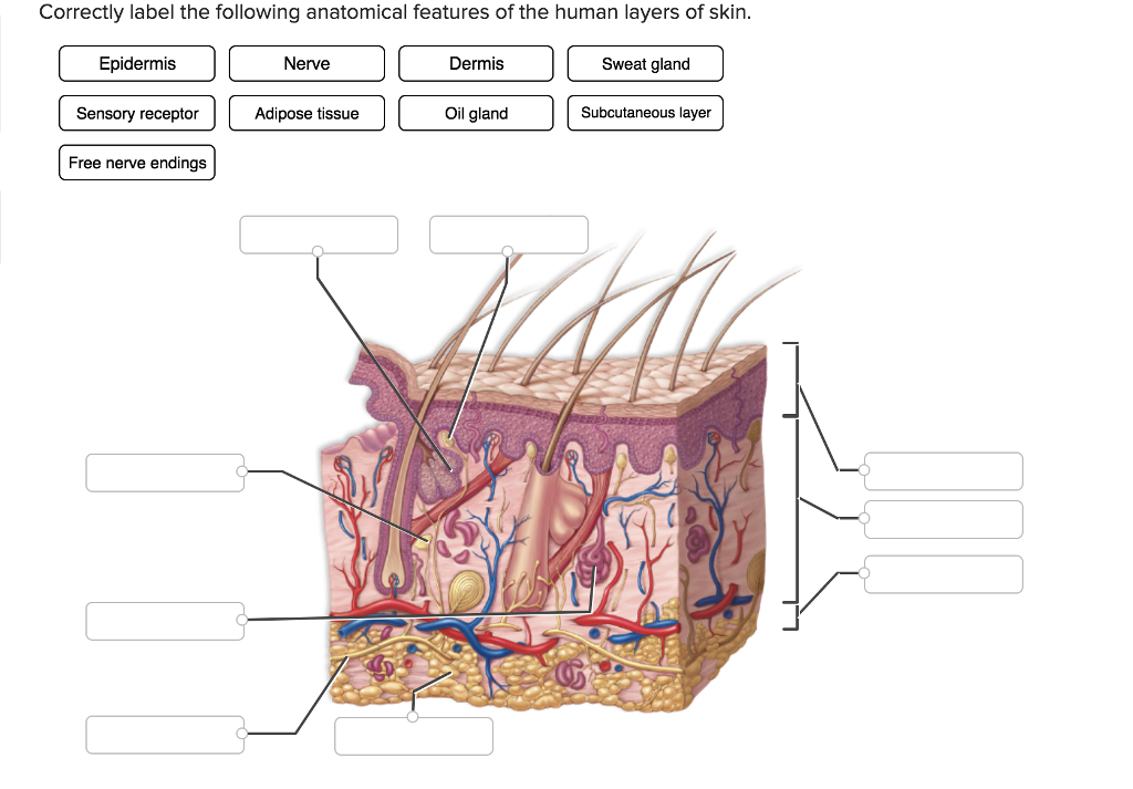 Correctly label the following anatomical features of the human layers...