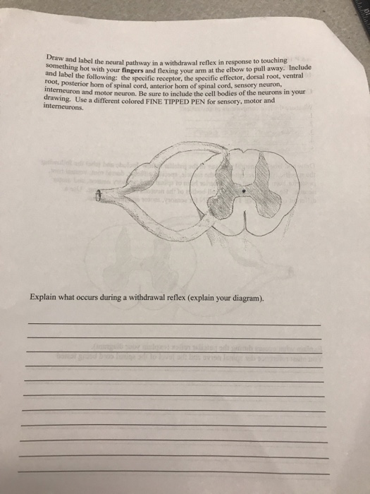 Solved Draw W And Label The Neural Pathway In A Withdrawa