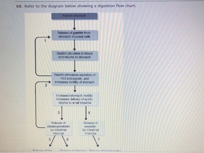 Digestion Flow Chart