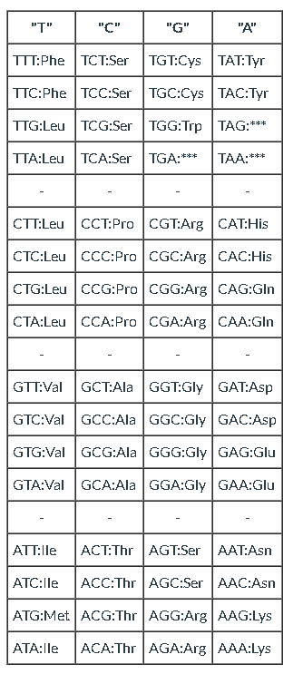 In Nucleotides The Letters A G C And T Represent Shakal Blog