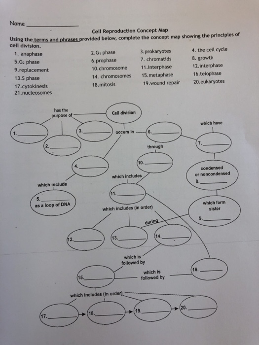 Solved Name Cell Reproduction Concept Map Using the cell | Chegg.com