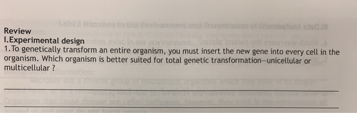 Solved Review L Experimental Design 1 To Genetically Tran Chegg Com