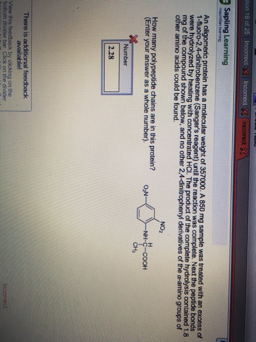 tion 19 of 25 Incorrect : Incorrect Sapling Learning An oligomeric protein has a molecular weight of 357000. A 850 mg sample was treated with an excess of 1-fluoro-2.4-dinitrobenzene (Sangers reagent) until the reaction was complete. Next the pept were hydrolyzed by heating with concentrated HCl. The pr ent) until the reaction was complete. Next the peptide bonds of r ami no mids nblW and no other 2.4-dinitrophenyl derivatives of the a-amino groups of e complete h acids could be found. drolysis contained 1.8 How many polypeptide chains are in this protein? (Enter your answer as a whole number). NO2 Number CH3 235 2.28 is ilable! View this feedback by clicking on the bottom