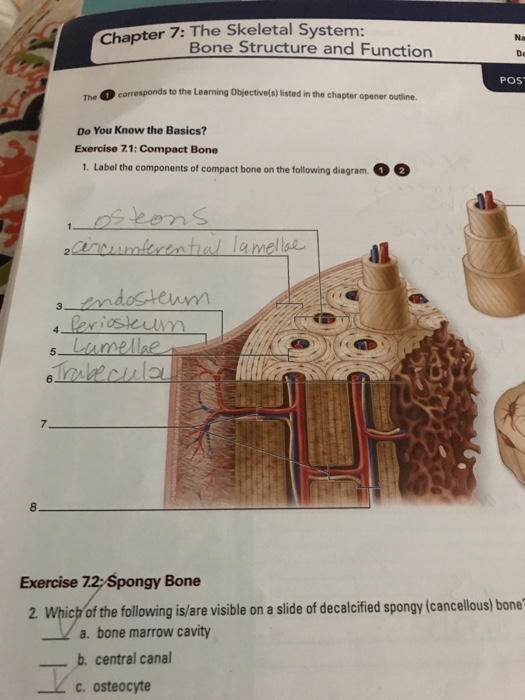 Solved: Ter 7: The Skeletal System: Chapter Bone Structure ...