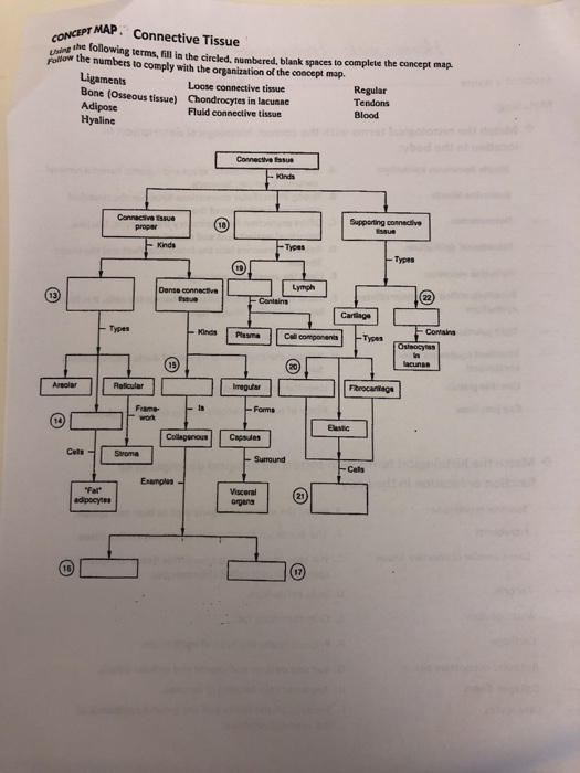 connective tissue concept map