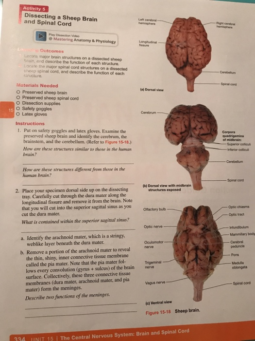Sheep Brain Dissection Worksheet