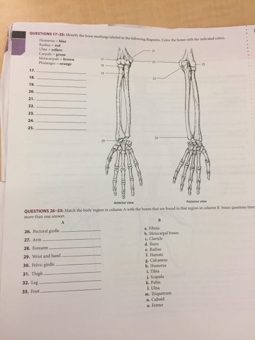 solved questions 1 5 identify the following bone marking media 2f958 2f958d180b 0f7c 4d5f bb2b 0d