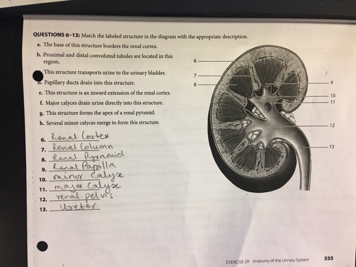 Solved: QUESTIONS 6-13: Match The Labeled Structure In The... | Chegg.com