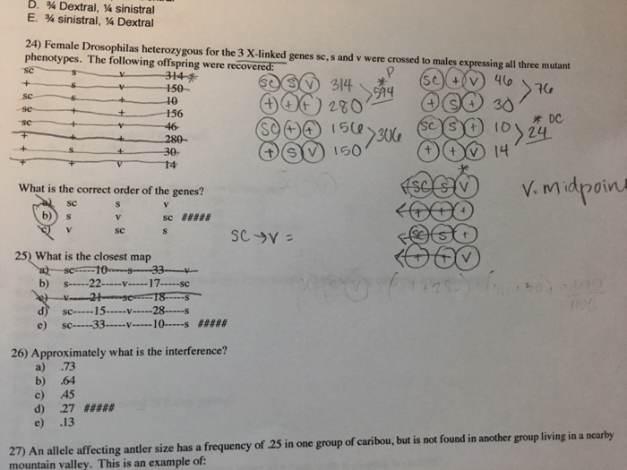 Solved D Dextral Sinistral E Sinistral Dextra Chegg Com