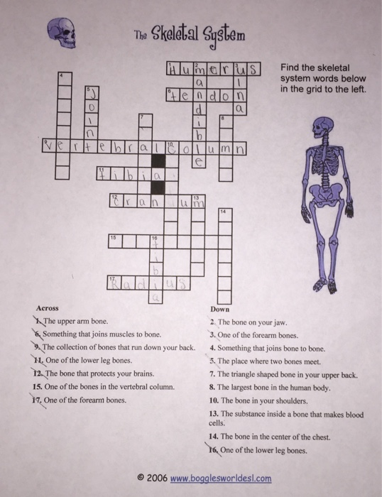 Bone Anatomy Crossword - A 20 question printable anatomy crossword with answer key. - Azul Wallpaper