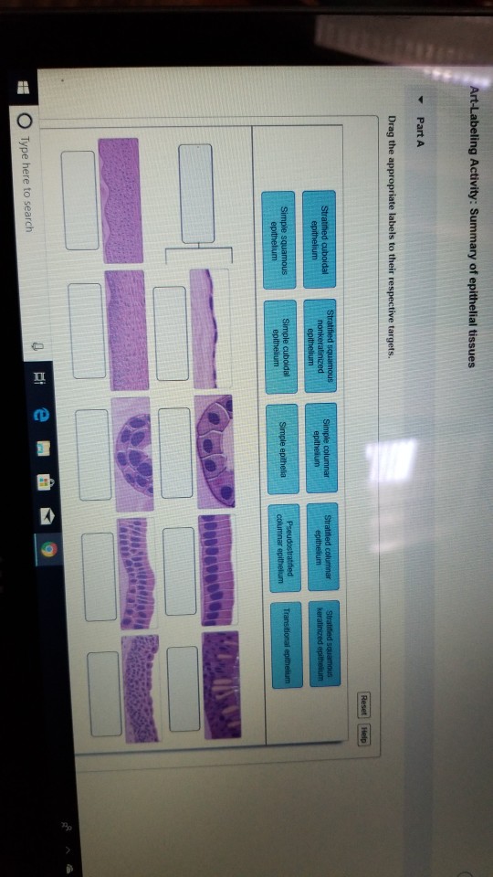 Solved Art Labeling Activity Summary Of Epithelial Tissues Chegg Com