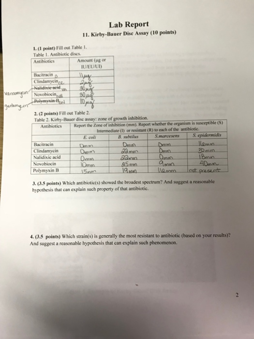 E coli lab report picture