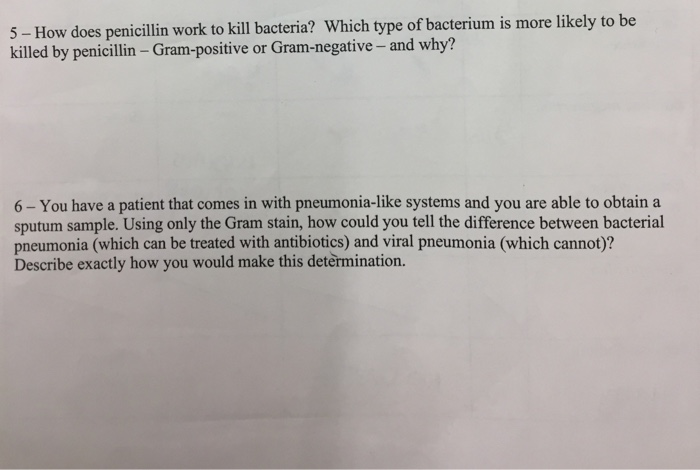 Solved 5 How Does Penicillin Work To Kill Bacteria Whi