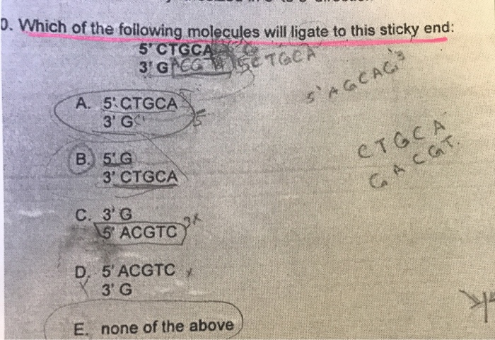 Solved O Which Of The Following Molecules Will Ligate To Chegg Com