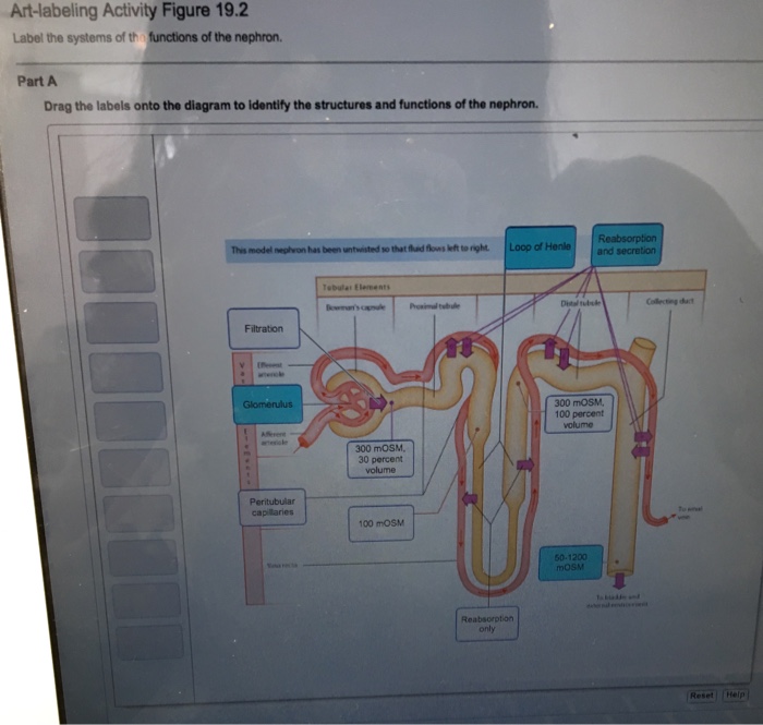 Drag The Labels Onto The Diagram To Identify Structures ...