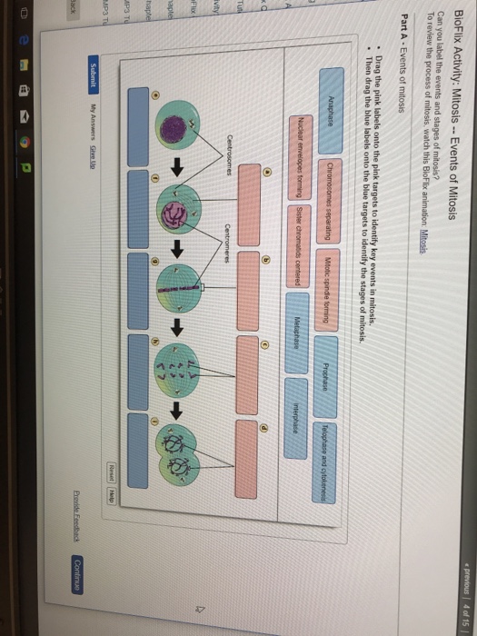 Bioflix Activity Mitosis Events Of Mitosis Can You Chegg 