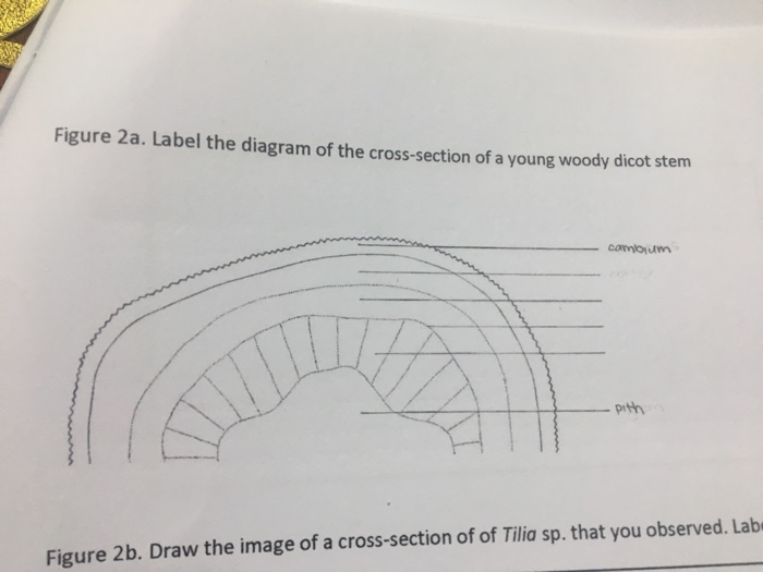 woody dicot stem cross section