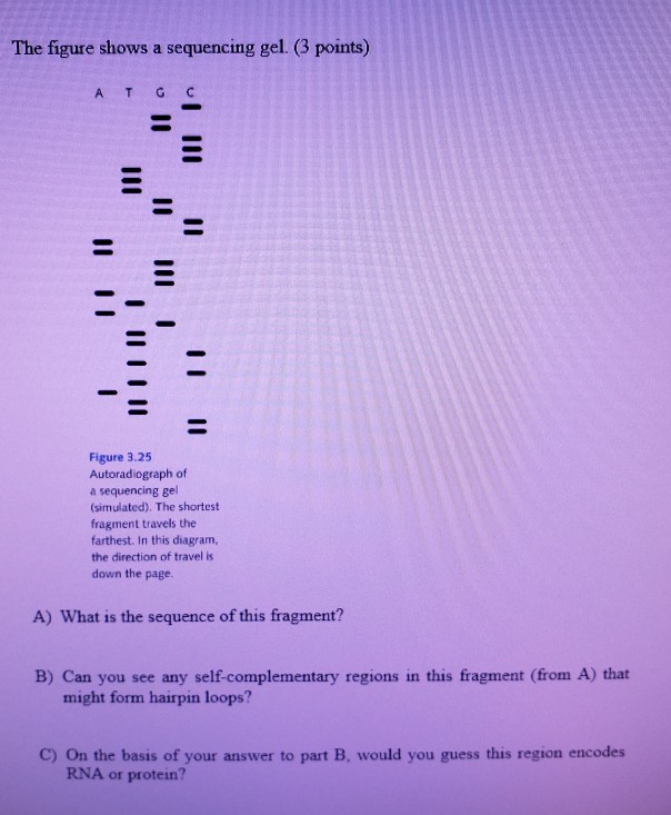 The figure shows a sequencing gel. (3 points) Figure 3.25 Autoradiograph of a sequencing gel (simulated). The shortest fragment travels the farthest. In this diagram, the direction of travel is down the page. A) What is the sequence of this fragment? B) Can you see any self-complementary regions in this fragment (from A) that might form hairpin loops? C) On the basis of your answer to part B, would you guess this region encodes RNA or protein?