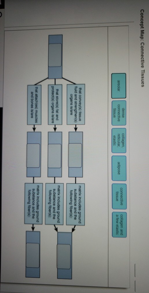 connective tissue concept map