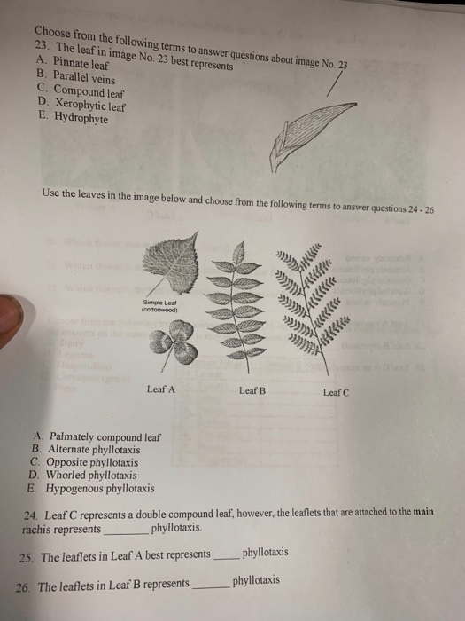 doubly compound leaf