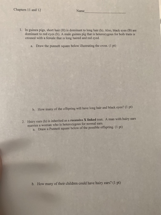 Solved Chapters 11 And 12 Name 1 In Guinea Pigs Short H