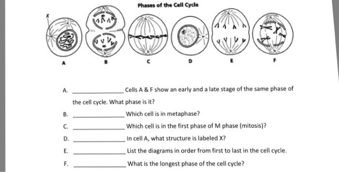what is the order of phases in mitosis