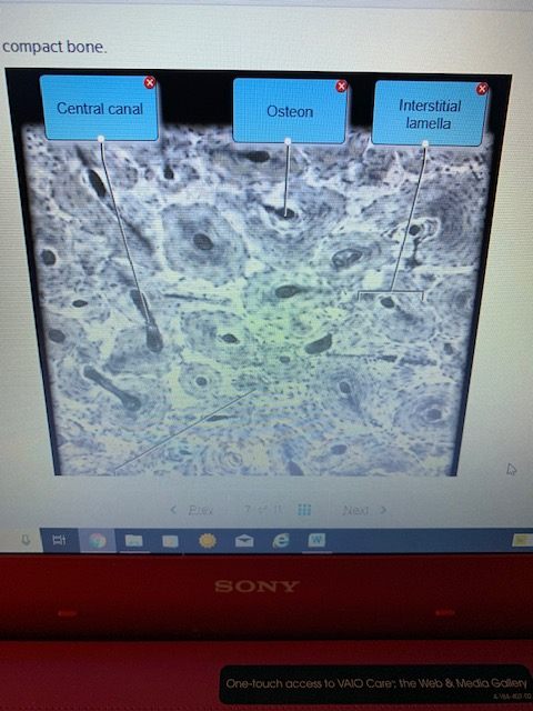 Solved Rectly Label The Following Anatomical Parts Of A F Chegg Com