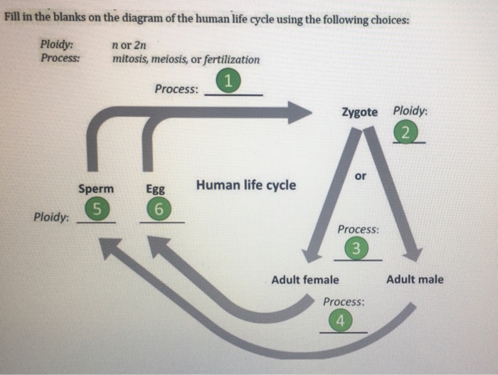 human life cycle diagram