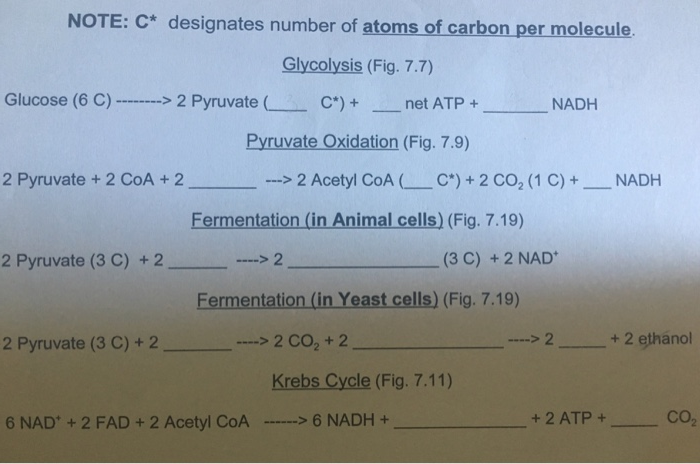 NOTE: C designates number of atoms of carbon per molecule. Glycolysis (Fig. 7.7) Glucose (6 C)--> 2 Pyruvate ( C*) + _ net ATP + NADH Pyruvate Oxidation (Fig. 7.9) 2 Pyruvate +2 COA + 2 -> 2 Acetyl CoA ( C) + 2 CO2 (1 C) +--NADH Fermentation (in Animal cells) (Fig. 7.19) 2 Pyruvate (3 C) +2 (3 C) + 2 NAD Fermentation (in Yeast cells) (Fig. 7.19) 2 Pyruvate (3C) + 2 >2 CO2+ 2 >2+2 ethanol Krebs Cycle (Fig. 7.11) 6 NAD +2 FAD +2 Acetyl CoA NADH + +2 ATP+CO