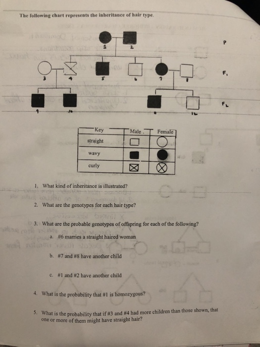 Solved The Following Chart Represents The Inheritance Of