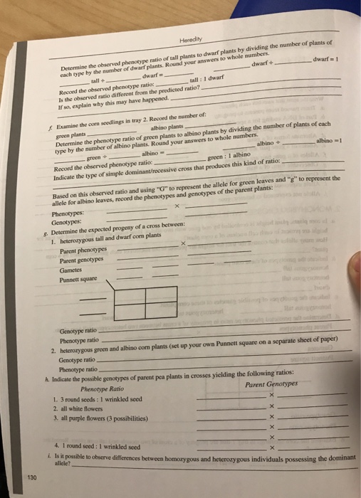 Heredity Determine The Observed Phenotype Ratio Of Chegg 