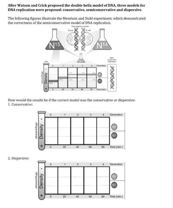 Solved After Watson And Crick Proposed The Double Helix M Chegg Com