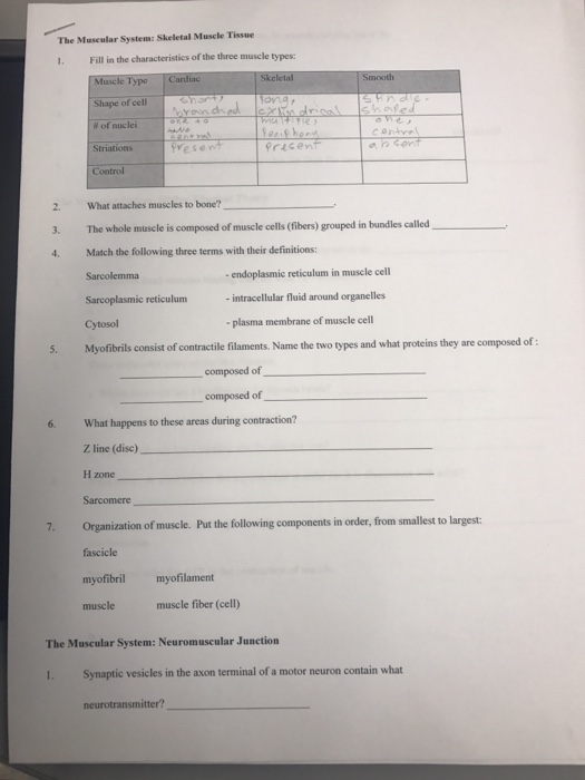 The Muscular System Skeletal Muscle Tissue Fill In Chegg 