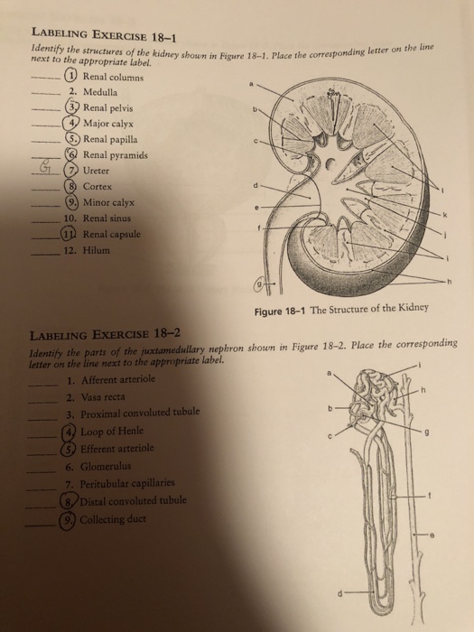 Solved: LABELING EXERCISE 18-1 Identify The Structures Of ...