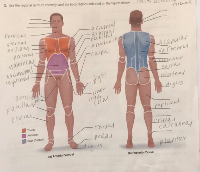 Solved 2 Use The Regional Trms To Corecty Label The Body Chegg Com