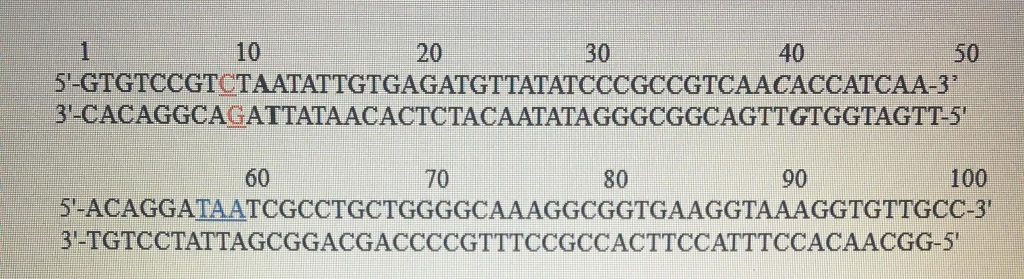 Solved Shown Below Is A Double Stranded Dna Sequence Foun Chegg Com