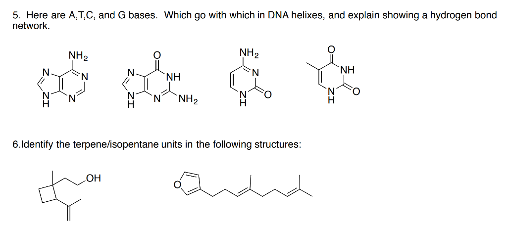 Solved 5 Here Are A T C And G Bases Which Go With Whic Chegg Com