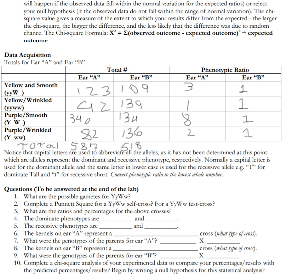 Solved These questions are for the Corn Genetics Lab.  Chegg.com With Regard To Mendelian Genetics Worksheet Answers