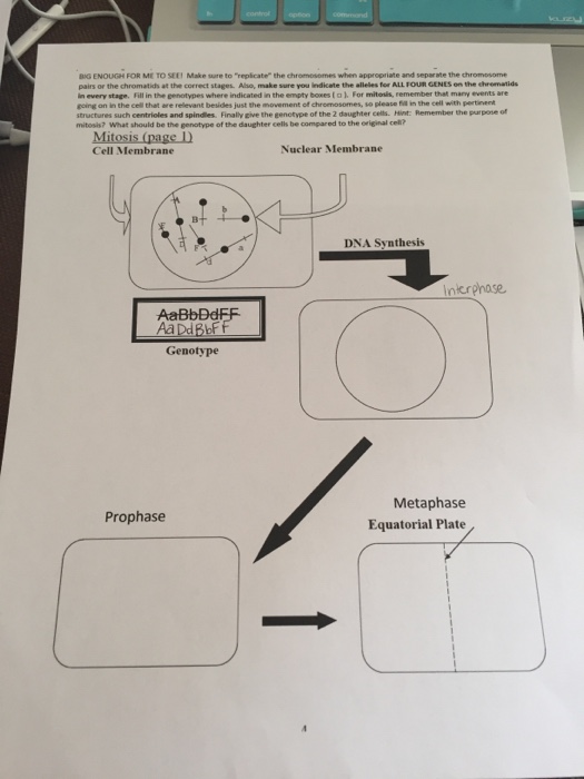 Solved Fill In The Diagram Of Each Stage Of Mitosis Given