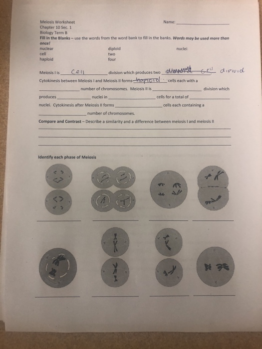 Solved Name: Meiosis Worksheet Chapter 10 Sec. 1 Biology | Chegg.com
