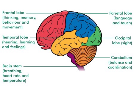 inside brain parts