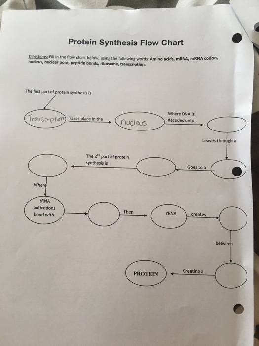 protein synthesis flow chart worksheet answers