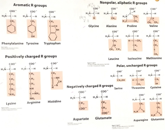 Solved Nonpolar Aliphatic R Groups Aromatic R Groups 00 Chegg Com