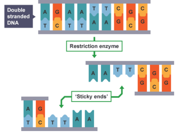 TTC Double stranded DNA A GA A A AG TCTT Restriction enzyme Sticky ends A G TCTT