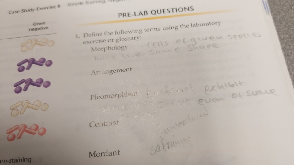 Case study exercise 8 simple staining 06 picture
