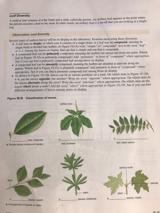 types of leaves simple and compound