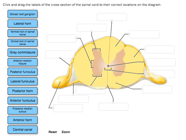 Click and drag the labels of the cross section of the spinal cord to ...