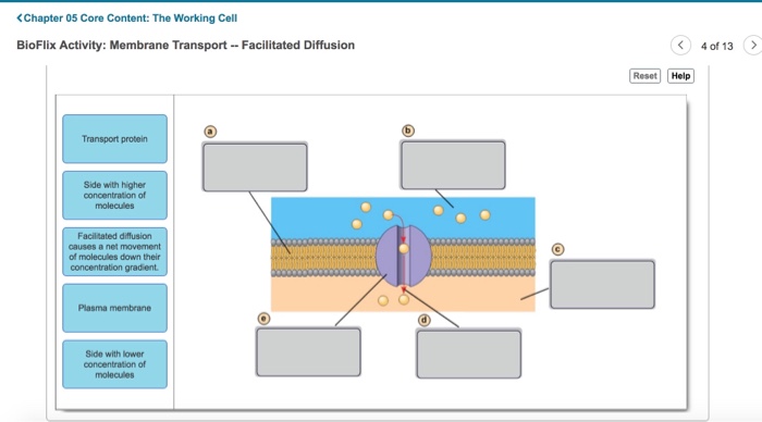 Chapter 05 Core Content The Working Cell Bioflix Chegg 