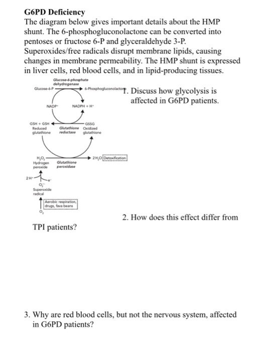 g6pd and glutathione Amino Acid Derivatives – biochemistry main image 1